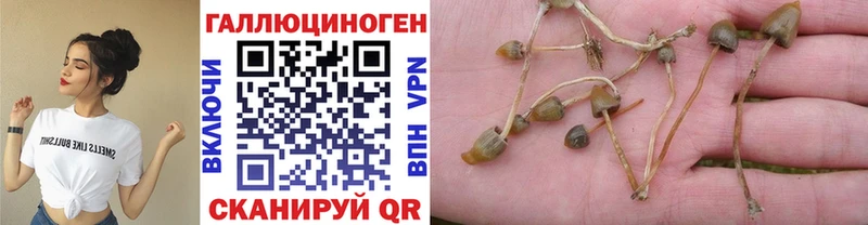 Купить закладки  Карачев  Галлюциногенные грибы GOLDEN TEACHER 
